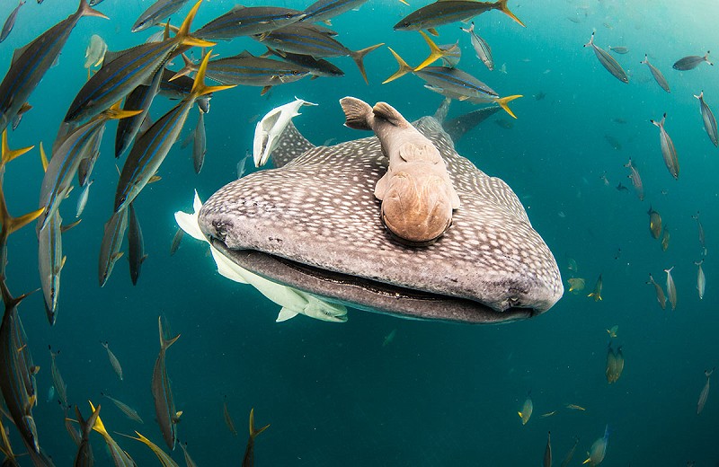 Whale shark season in cabo